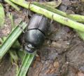 Onthophagus taurus